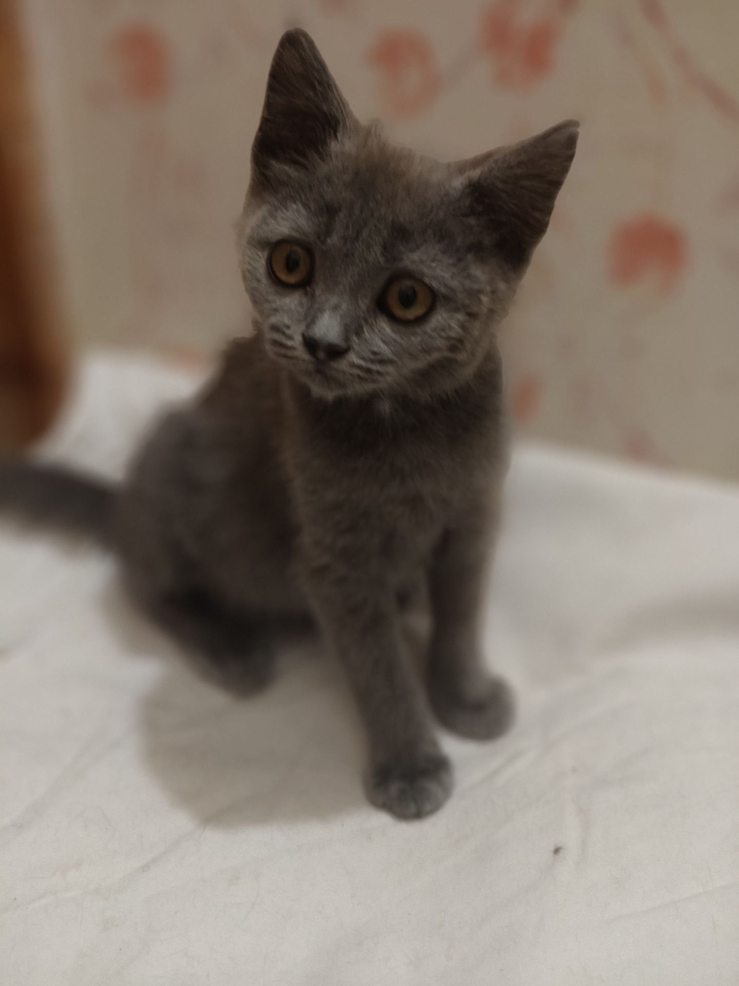 Дівчинка, 2,5 місяці
