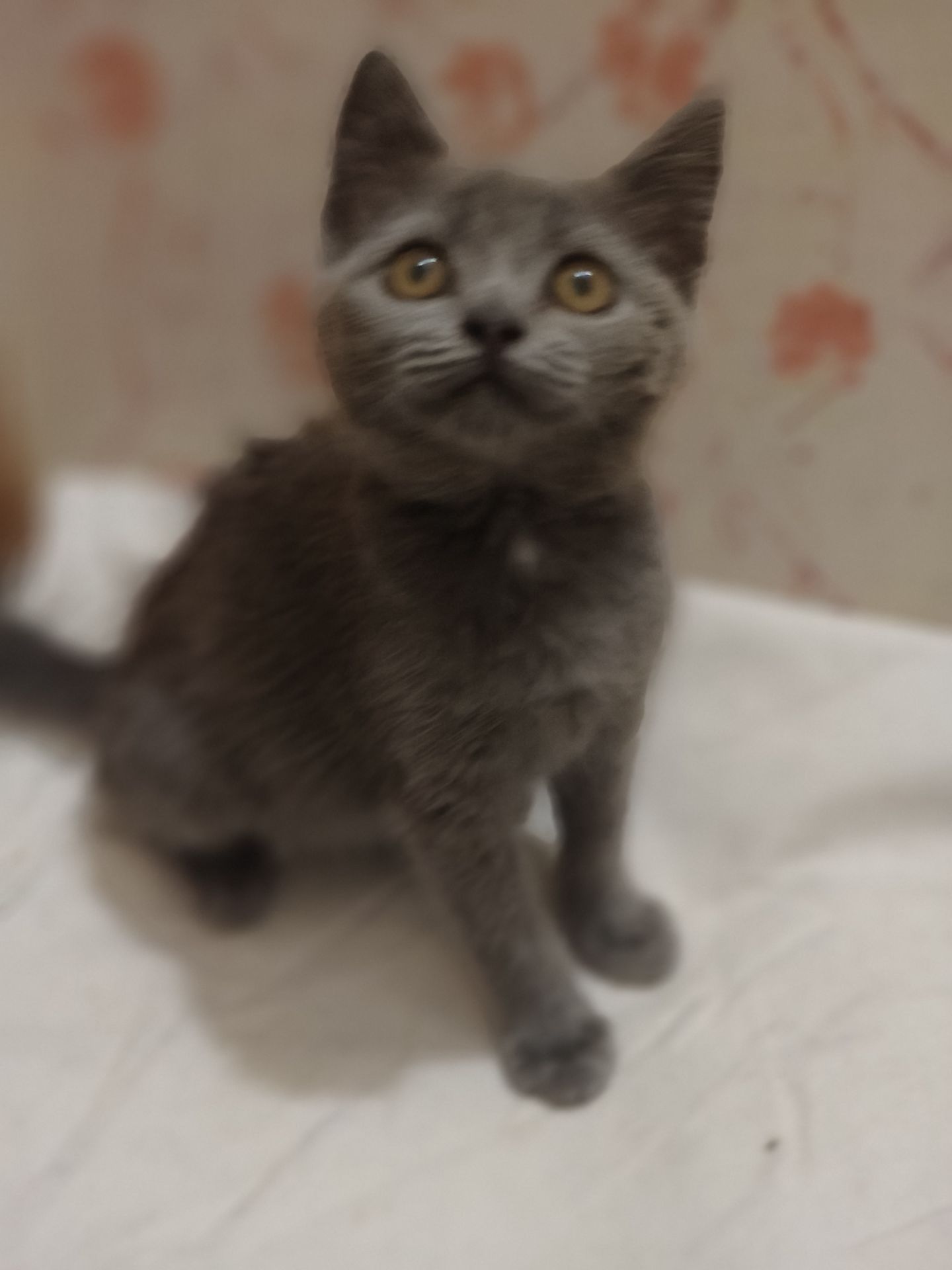 Дівчинка, 2,5 місяці