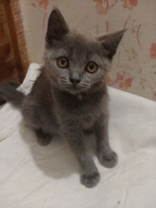 Дівчинка, 2,5 місяці