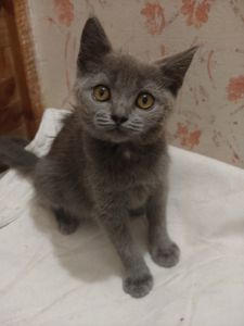 Дівчинка, 2,5 місяці