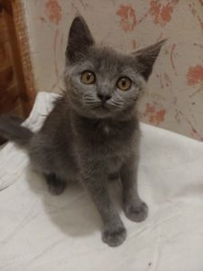 Дівчинка, 2,5 місяці