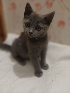 Дівчинка, 2,5 місяці