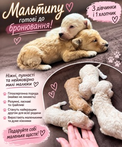 Собаки мальтипу