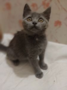 Дівчинка, 2,5 місяці