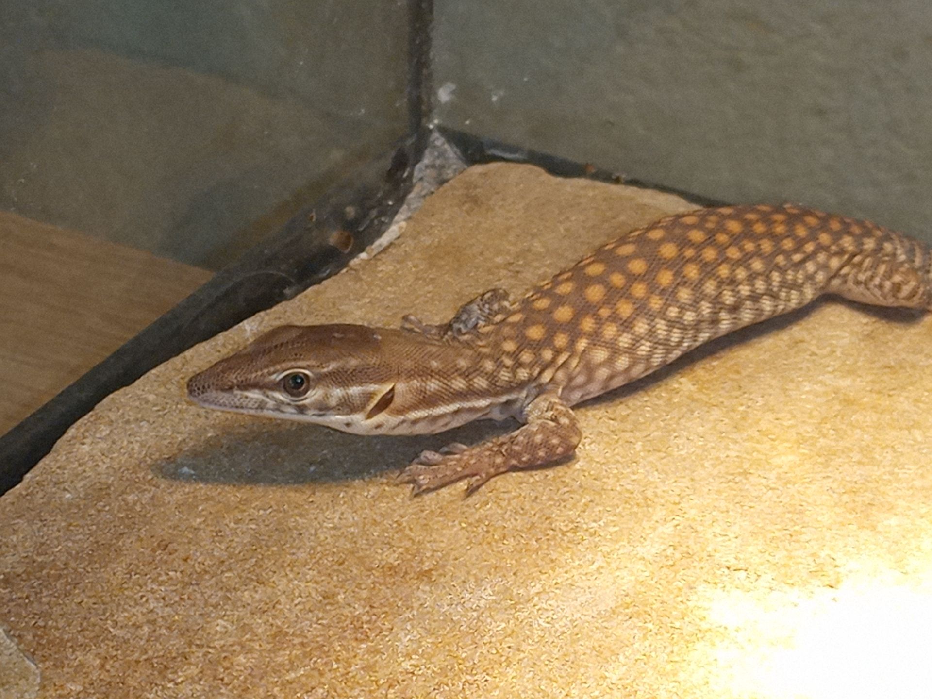 Varanus acanthurus 0.0.1