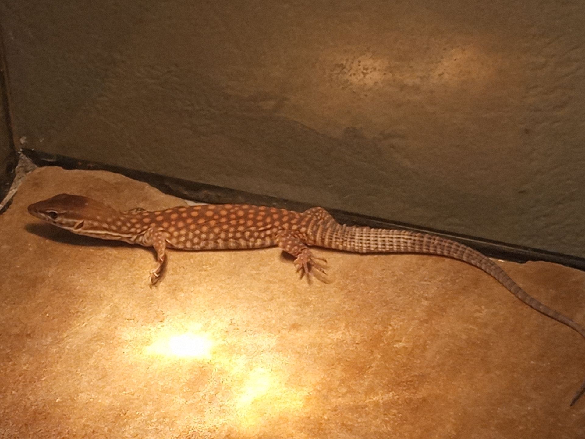 Varanus acanthurus 0.0.1