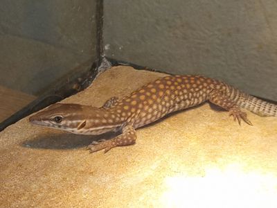 Varanus acanthurus 0.0.1