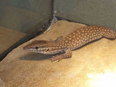 Varanus acanthurus 0.0.1