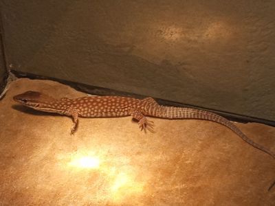 Varanus acanthurus 0.0.1