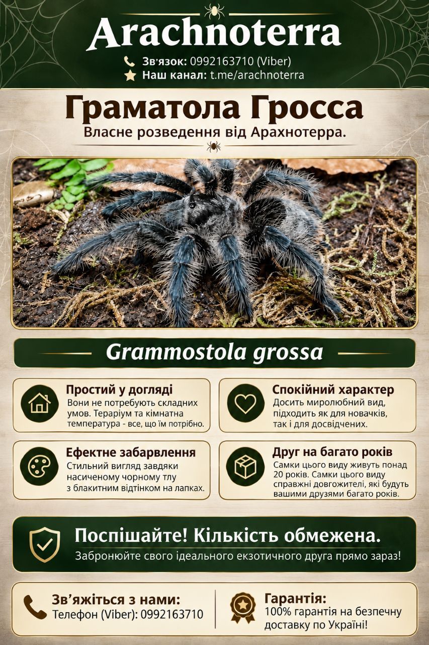 Паук птицеед самка Grammostola grossa (L8) — Власне розведення