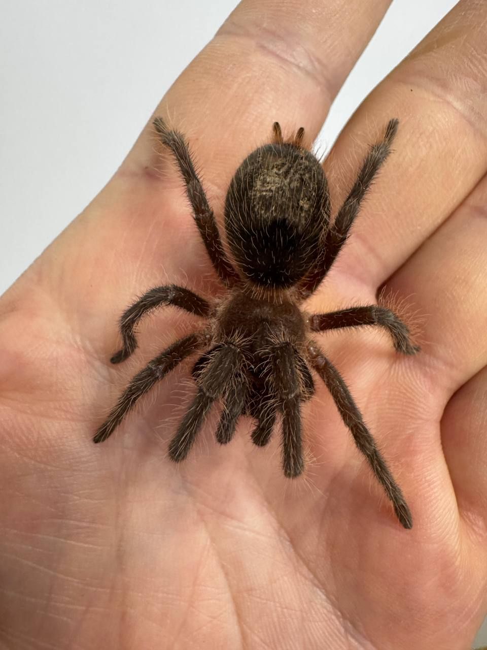Паук птицеед самка Grammostola grossa (L8) — Власне розведення