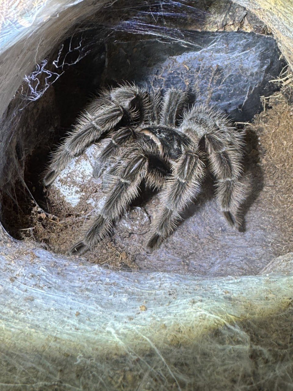 Паук птицеед самка Grammostola grossa (L8) — Власне розведення