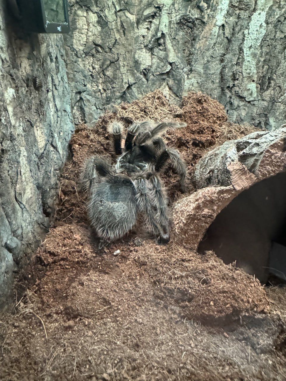 Паук птицеед самка Grammostola grossa (L8) — Власне розведення