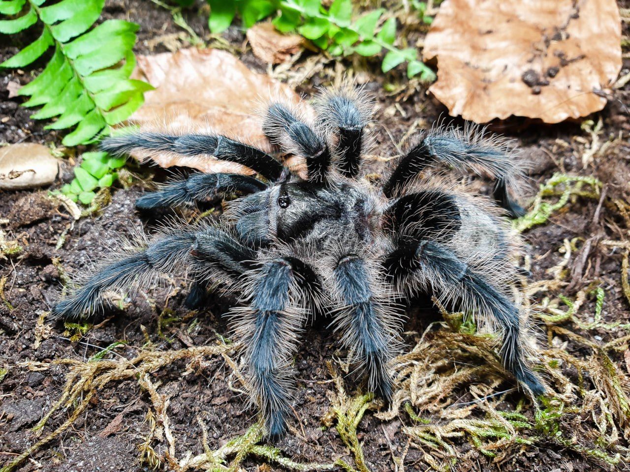 Паук птицеед самка Grammostola grossa (L8) — Власне розведення