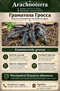 Паук птицеед самка Grammostola grossa (L8) — Власне розведення