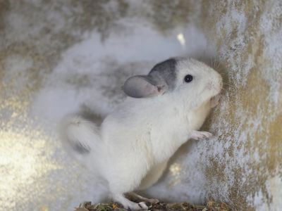 Продам чарівну шиншилу Дівчинку Білий Вільсон Носій Ангори