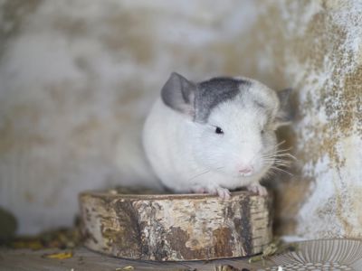 Продам чарівну шиншилу Дівчинку Білий Вільсон Носій Ангори
