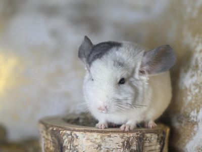 Продам чарівну шиншилу Дівчинку Білий Вільсон Носій Ангори