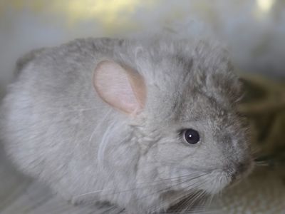 Продам чарівну шиншилу Дівчинку Білий Вільсон Носій Ангори