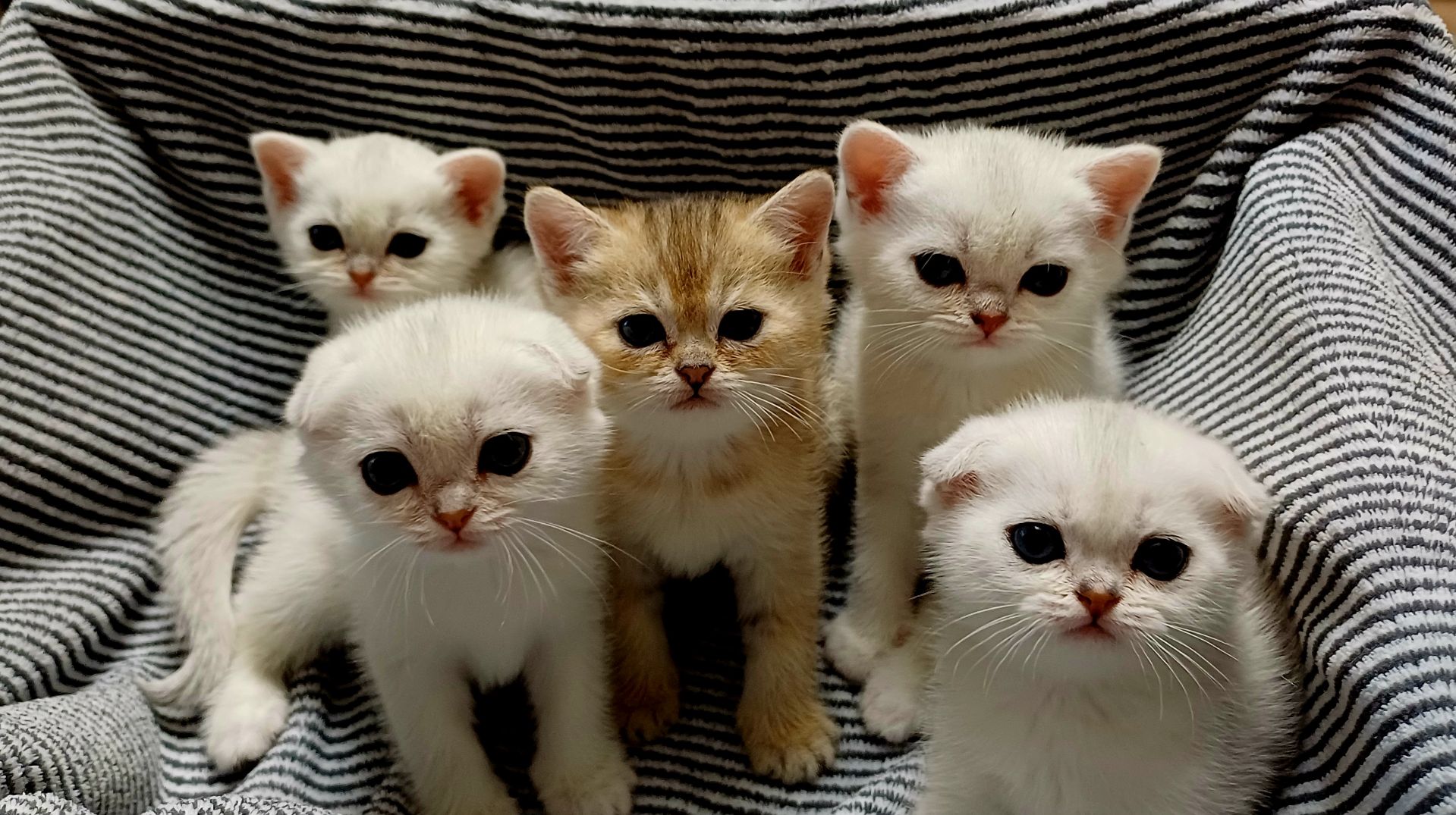 Шотландські кошенята
