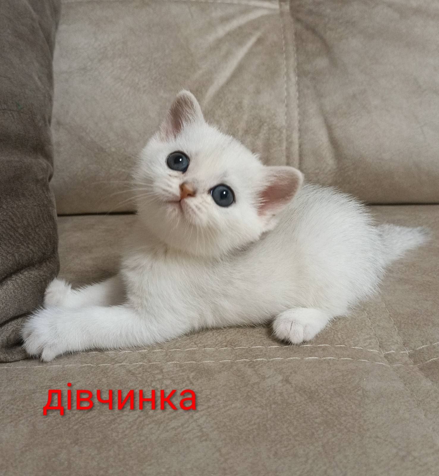 Шотландські кошенята