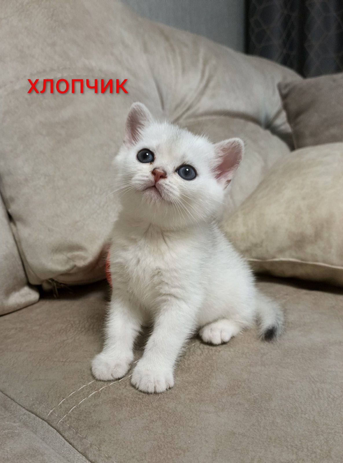 Шотландські кошенята