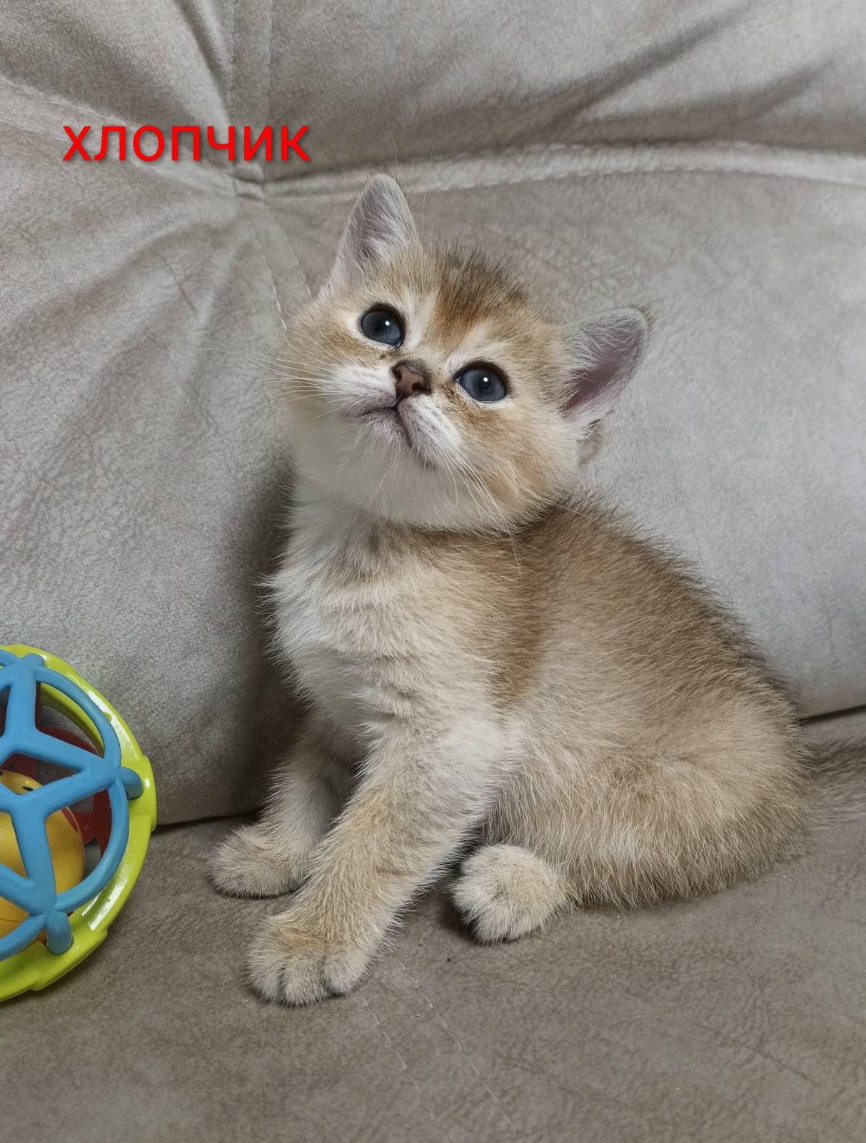 Шотландські кошенята