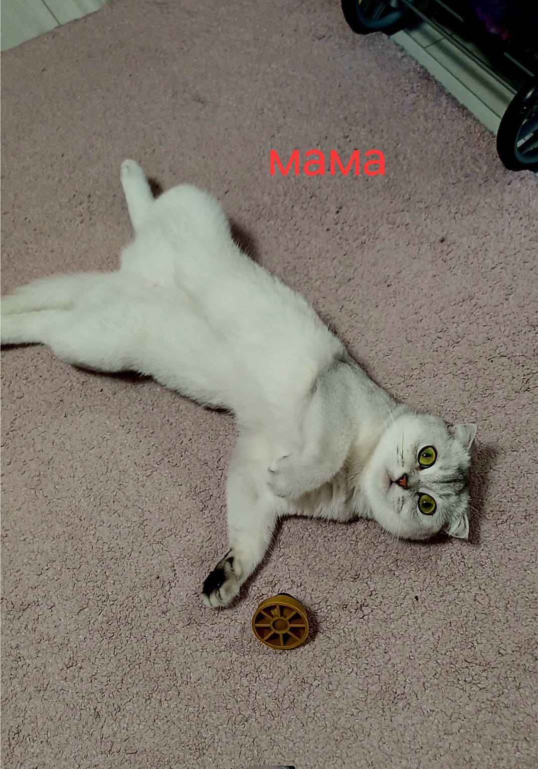 Шотландські кошенята