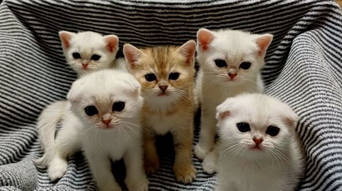 Шотландські кошенята