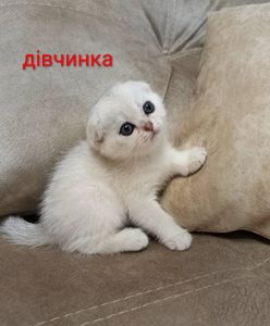 Шотландські кошенята