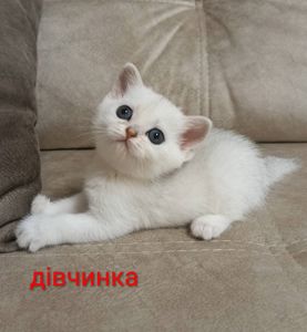 Шотландські кошенята