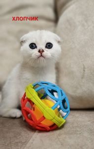 Шотландські кошенята