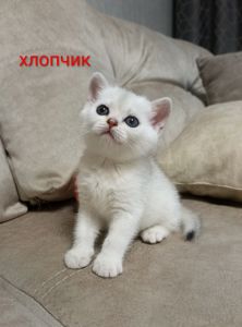 Шотландські кошенята