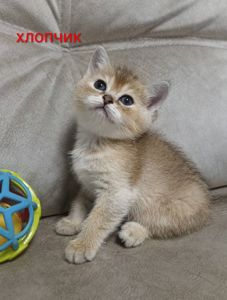 Шотландські кошенята