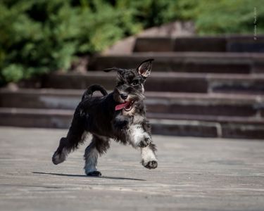 Шикарна дівчинка цвергшнауцера