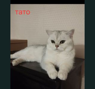 Шотландські кошенята