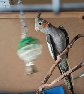 Пташеня корели