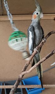 Пташеня корели
