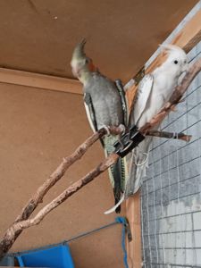 Пташеня корели