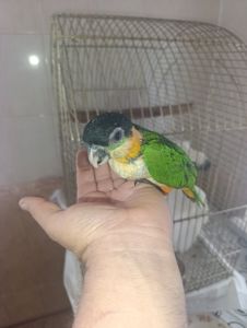 Малята каика