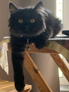 КотоОберіг з клану КотоЧаклунок