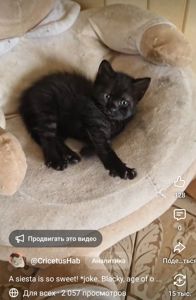 КотоОберіг з клану КотоЧаклунок