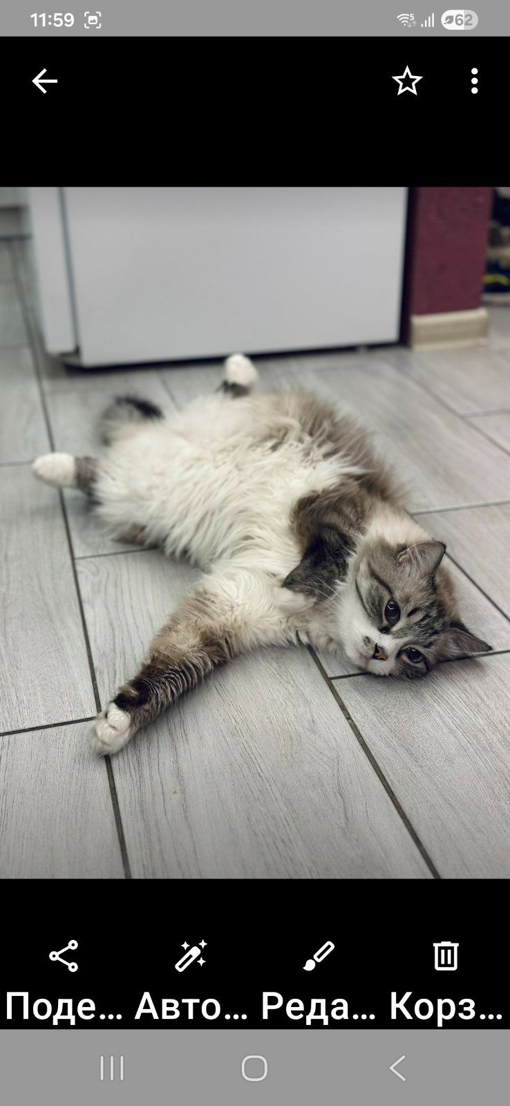 Шикарный кот срочно ищет любящую семью в связи с вынужденным отъездом хозяев