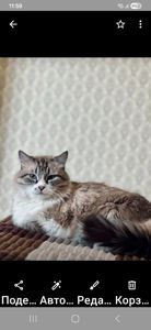 Шикарный кот срочно ищет любящую семью в связи с вынужденным отъездом хозяев