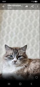 Шикарный кот срочно ищет любящую семью в связи с вынужденным отъездом хозяев