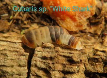 Мокриці Cubaris, Cristarmadillidium, Nesodillo, Troglodillo