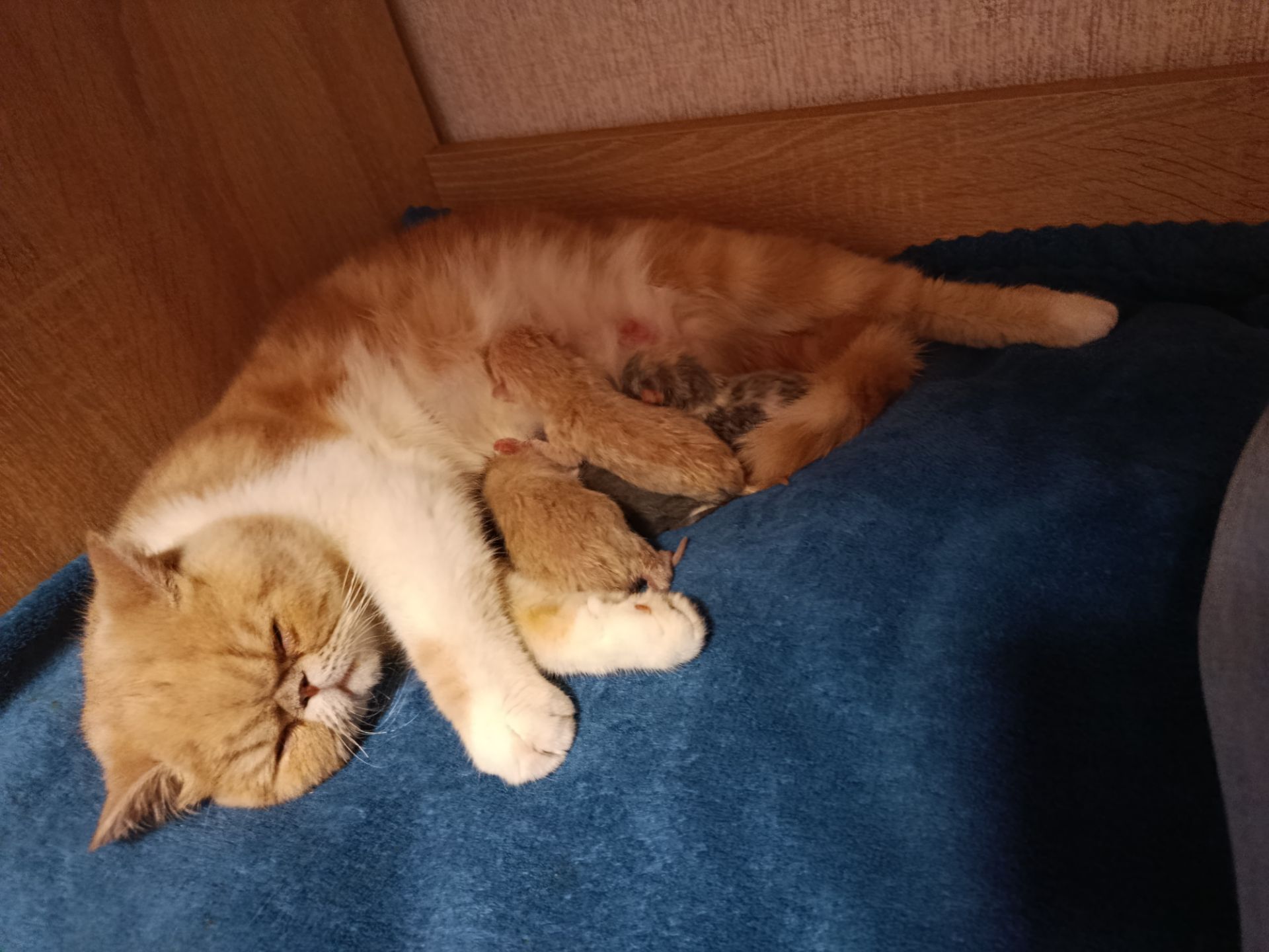Котята екзотов і британцев