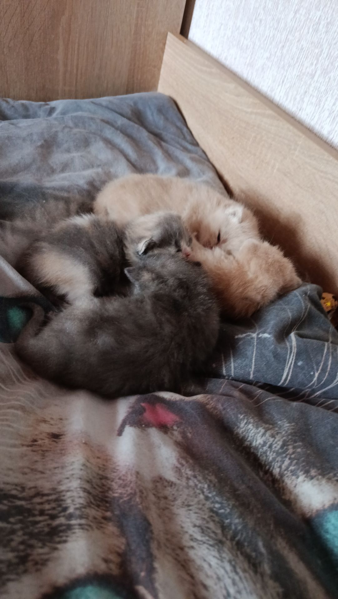 Котята екзотов і британцев