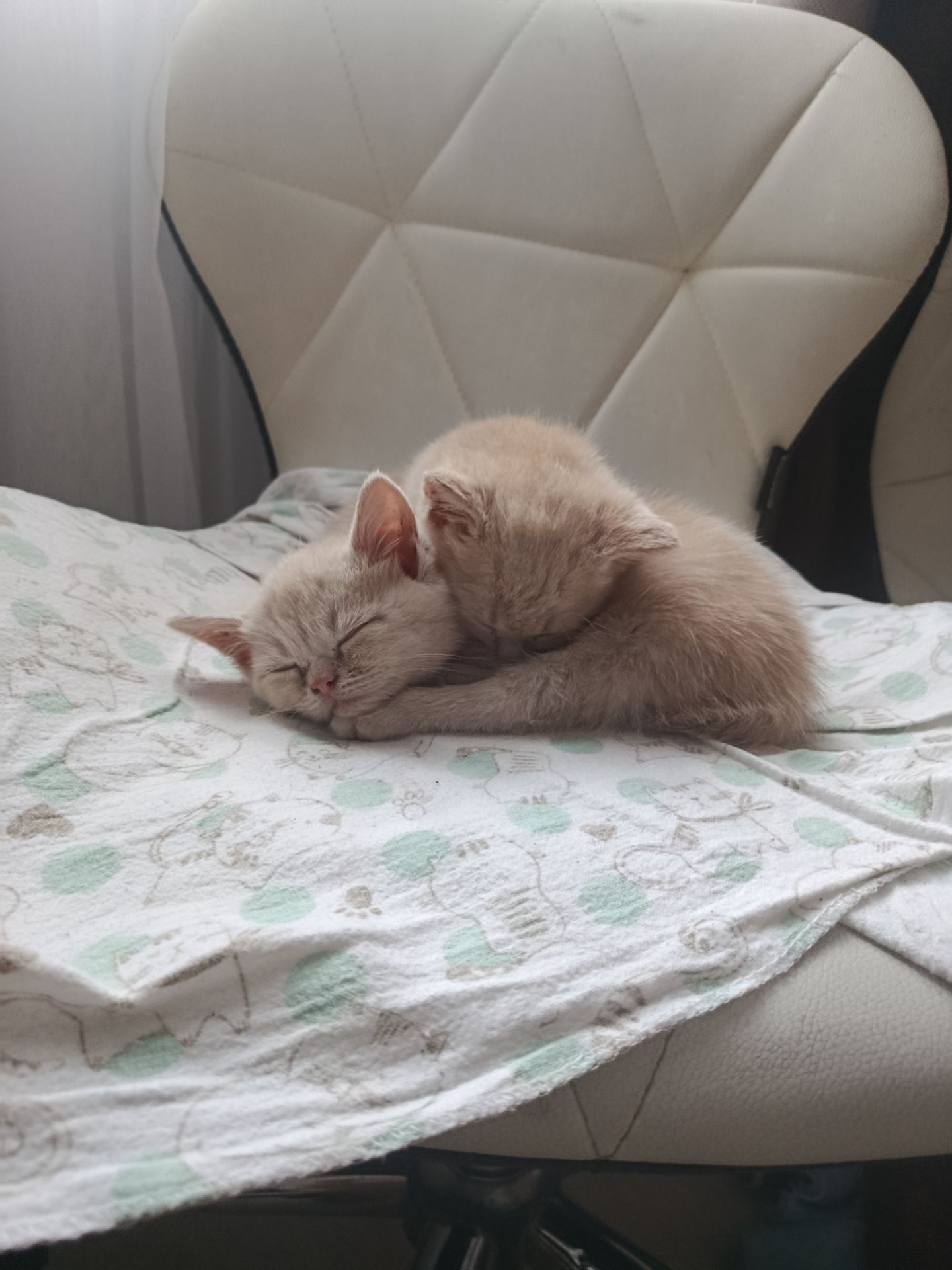 Котята екзотов і британцев