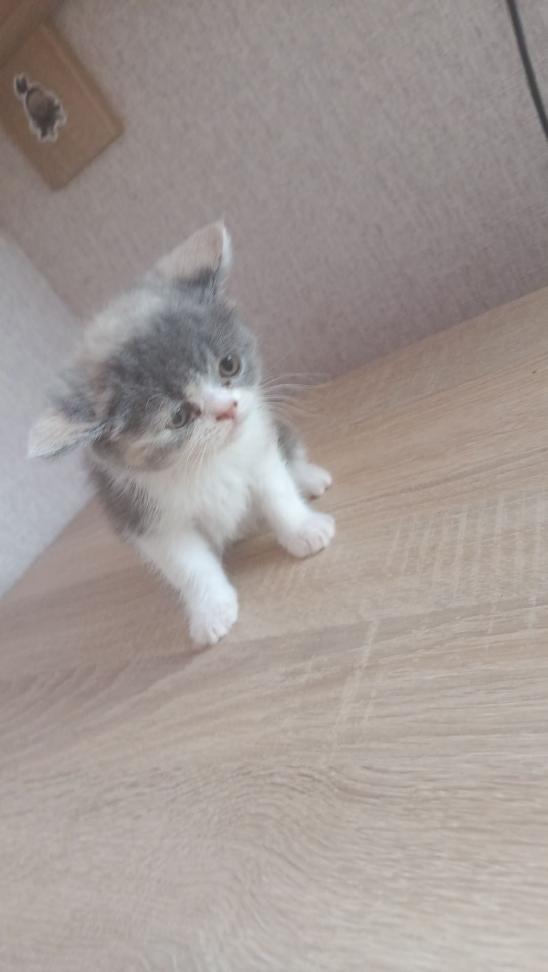 Котята екзотов і британцев